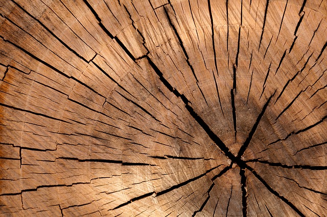 dřevo – průřez kmenem.jpg