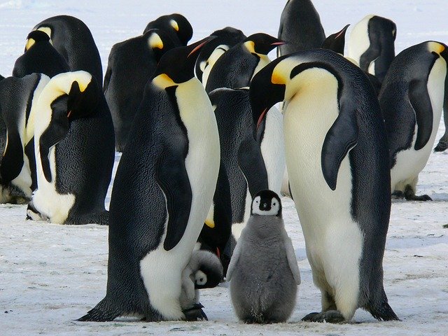 tučňáci.jpg